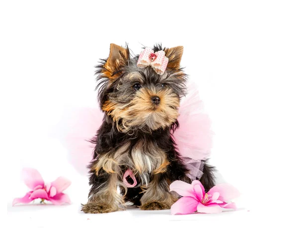 şirin köpek yavrusu Yorkshire Terrier beyaz arka plan üzerinde izole.