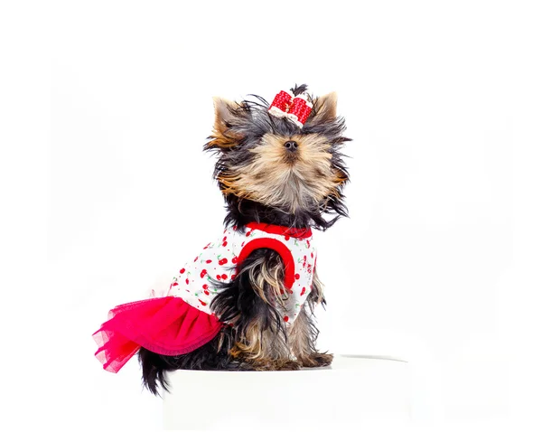 şirin köpek yavrusu Yorkshire Terrier beyaz arka plan üzerinde izole.