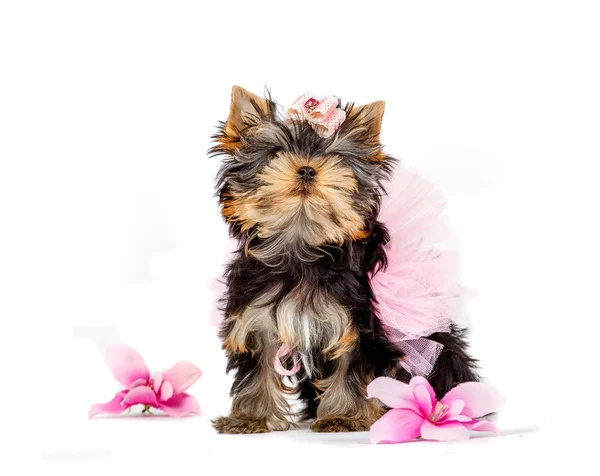 şirin köpek yavrusu Yorkshire Terrier beyaz arka plan üzerinde izole.