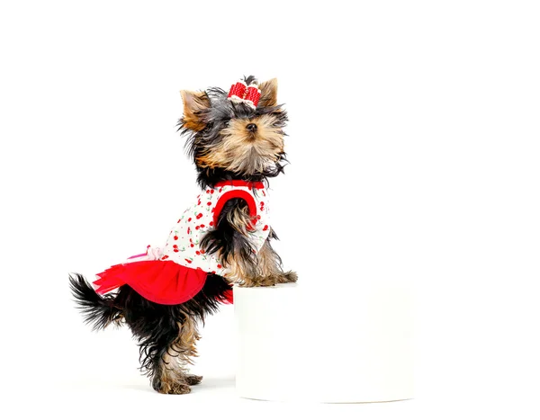 şirin köpek yavrusu Yorkshire Terrier beyaz arka plan üzerinde izole.