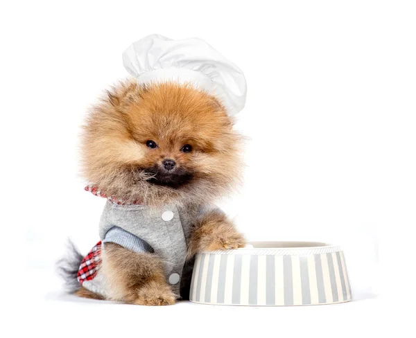 şirin köpek yavrusu Almanca Spitz beyaz arka plan üzerinde izole