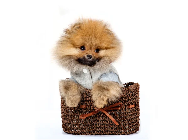 Lindo cachorro alemán Spitz aislado sobre fondo blanco — Foto de Stock