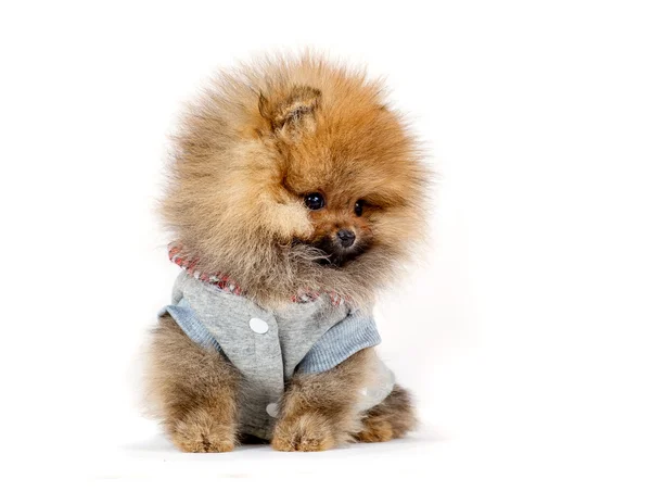 Carino cucciolo tedesco spitz isolato su sfondo bianco — Foto Stock