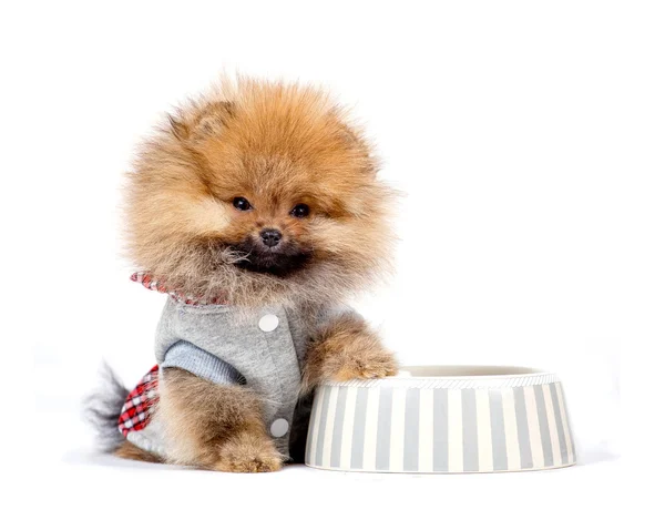 şirin köpek yavrusu Almanca Spitz beyaz arka plan üzerinde izole