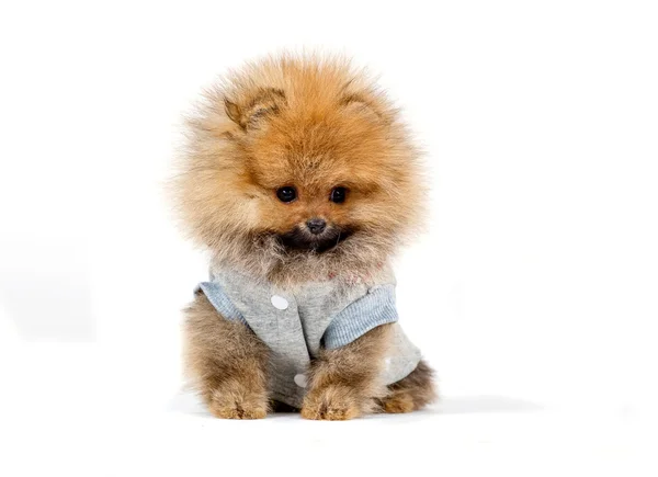 şirin köpek yavrusu Almanca Spitz beyaz arka plan üzerinde izole