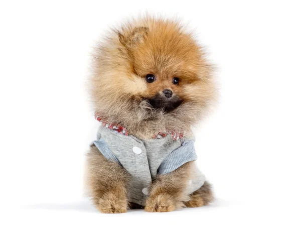 şirin köpek yavrusu Almanca Spitz beyaz arka plan üzerinde izole