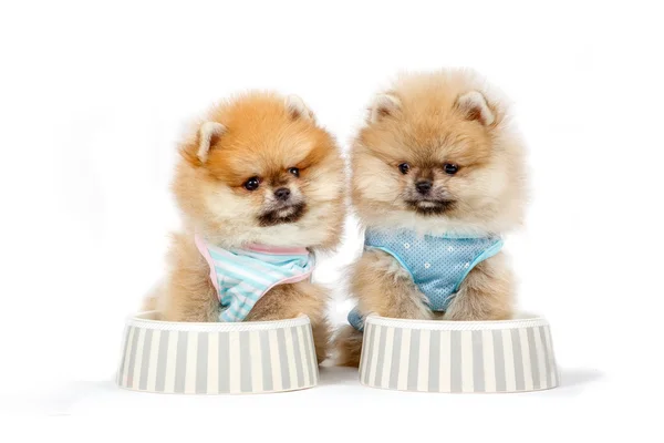 Lindo cachorro alemán Spitz aislado sobre fondo blanco — Foto de Stock