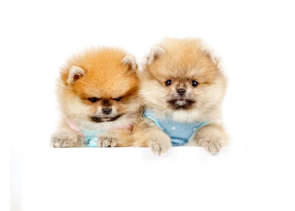 şirin köpek yavrusu Almanca Spitz beyaz arka plan üzerinde izole