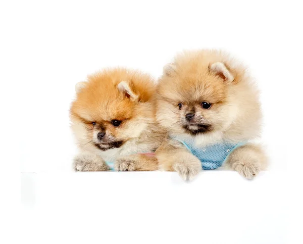 Cute puppy szpic niemiecki na białym tle — Zdjęcie stockowe