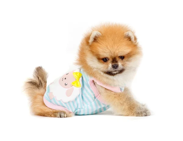 şirin köpek yavrusu Almanca Spitz beyaz arka plan üzerinde izole