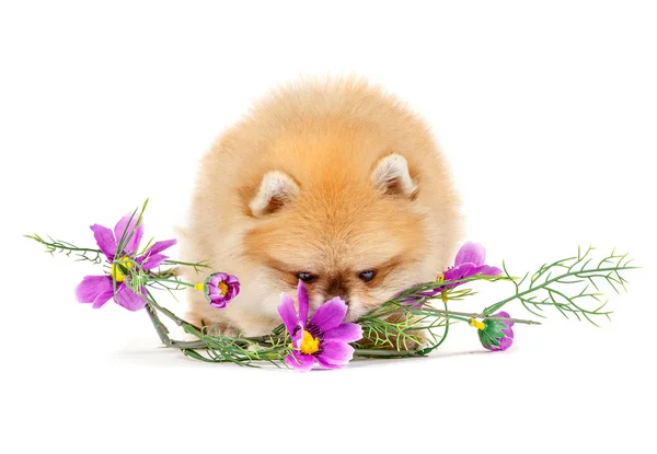 şirin köpek yavrusu Almanca Spitz beyaz arka plan üzerinde izole