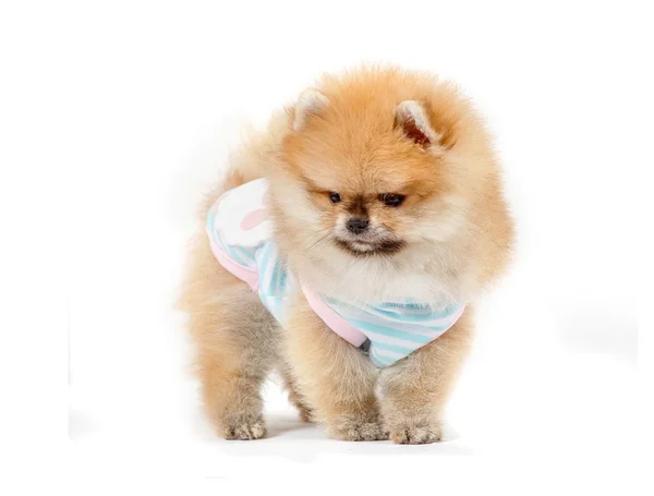 şirin köpek yavrusu Almanca Spitz beyaz arka plan üzerinde izole