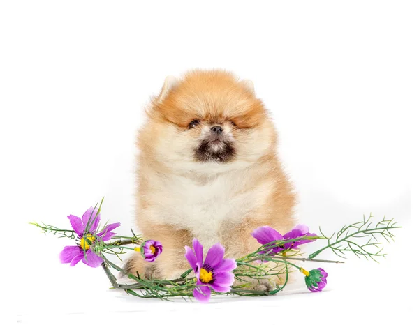 Söt valp German Spitz isolerad på vit bakgrund — Stockfoto