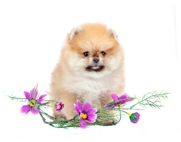 şirin köpek yavrusu Almanca Spitz beyaz arka plan üzerinde izole