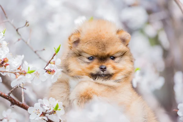 Renkli bir arka plan üzerine izole köpek yavrusu Pomeranian