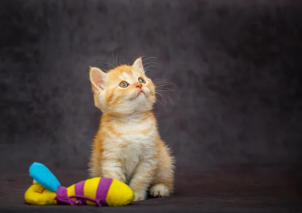 karanlık bir arka plan üzerinde şirin yavru kedi