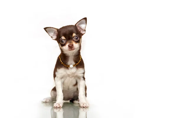 Sevimli köpek Chihuahua