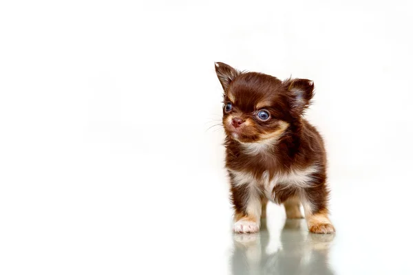 Sevimli köpek Chihuahua