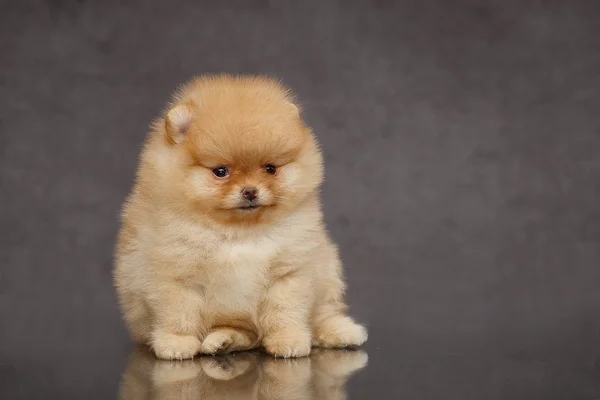 Sevimli köpek yavrusu Pomeranian karanlık bir arka plan üzerinde