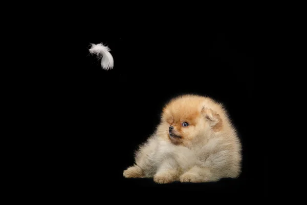 Pomeranian siyah bir zemin üzerine