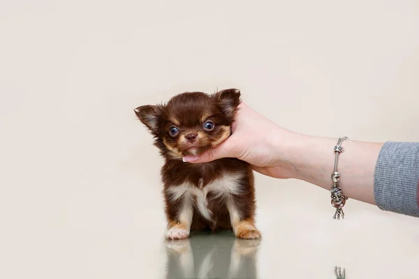 sevimli köpek chihuahua elinde