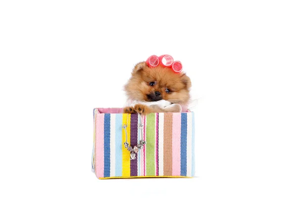 Cachorro en caja — Foto de Stock