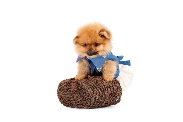 köpek yavrusu Pomeranian için yapılan bir sepet