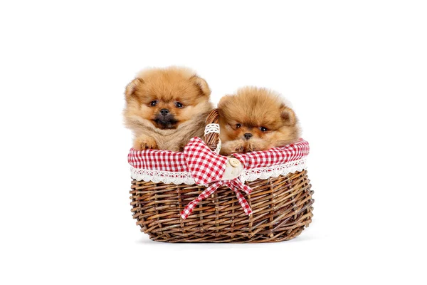 Sepette köpek yavrusu