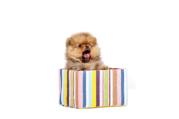 Cachorro Pomeranian en caja — Foto de Stock