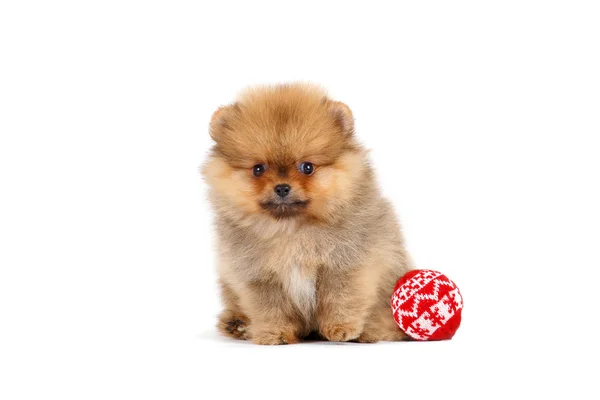 Cucciolo Pomerania isolato su sfondo bianco — Foto Stock