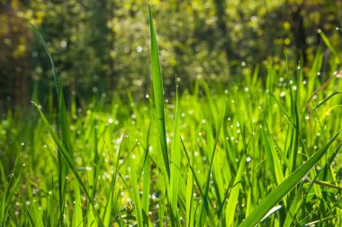 çayır. çiğ ve bahar yeşil çimenlerin üzerinde güneş damla. 