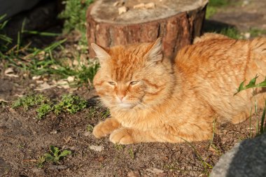 Kırmızı kızgın kedi çit ormandaki yakınındaki yalan