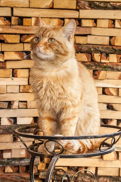 Rosso grande gatto arrabbiato seduto sul backgroung legna da ardere originale — Foto Stock