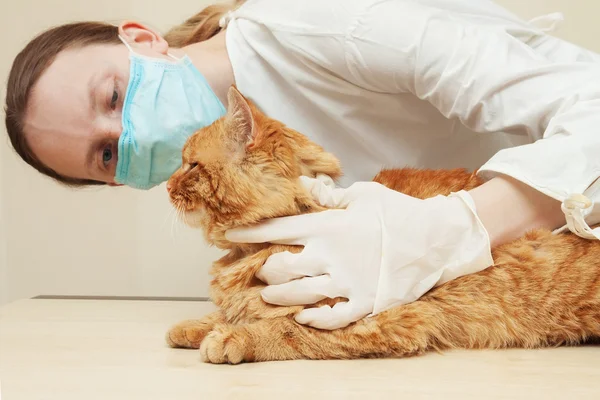 赤猫の歯を調べることで診断しながらの獣医 ロイヤリティフリーのストック写真