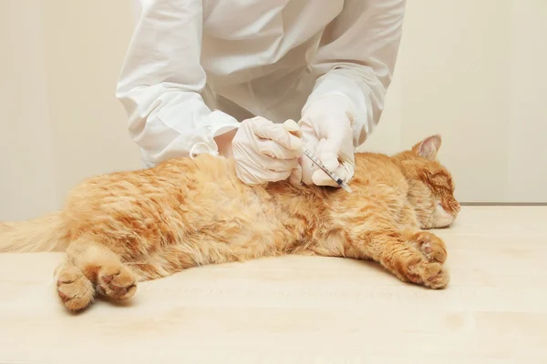 アイボリー赤猫にワクチンを与える獣医 ロイヤリティフリーのストック画像