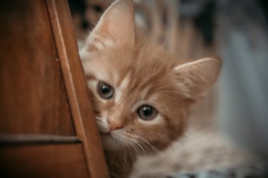 Kırmızı kitty peeps.