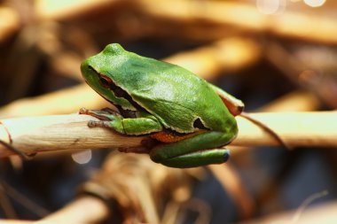 Daldaki yeşil kurbağa.