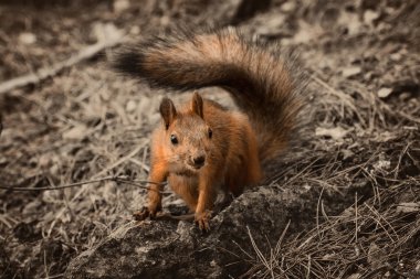 Dünya'daki Kızıl sincap oturma.