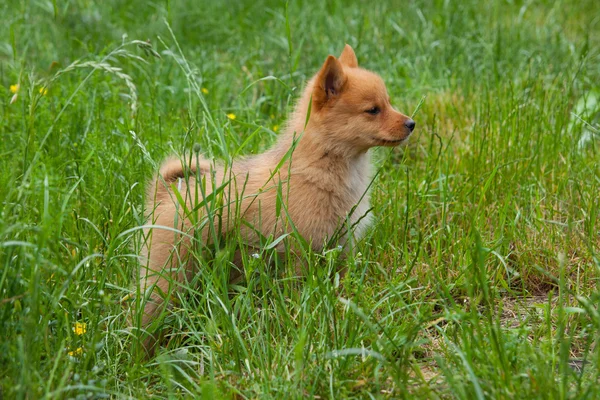 Anak anjing di rumput . — Stok Foto