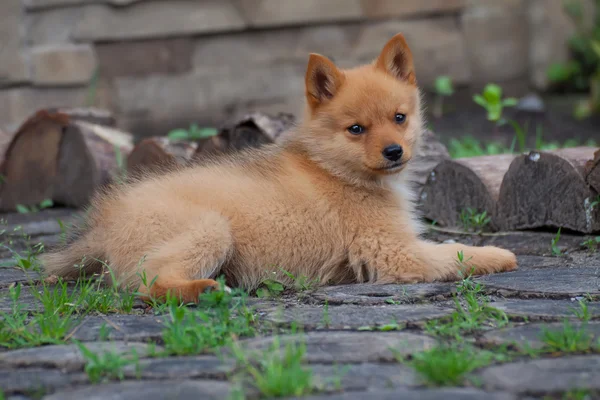 草や切り株の子犬. — ストック写真