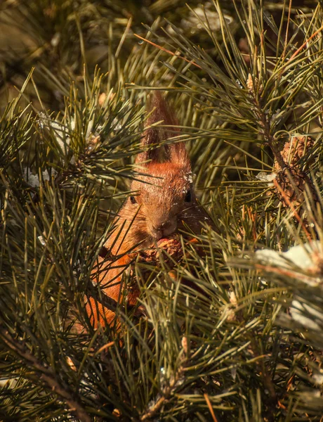 Rotes Eichhörnchen auf der Brust. — Stockfoto