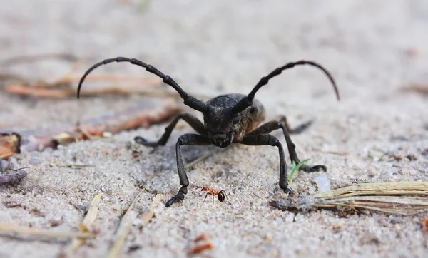 Черный жук с длинными усами на земле . — стоковое фото