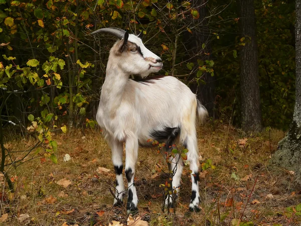 La cabra pasta en el bosque, en el prado — Foto de Stock