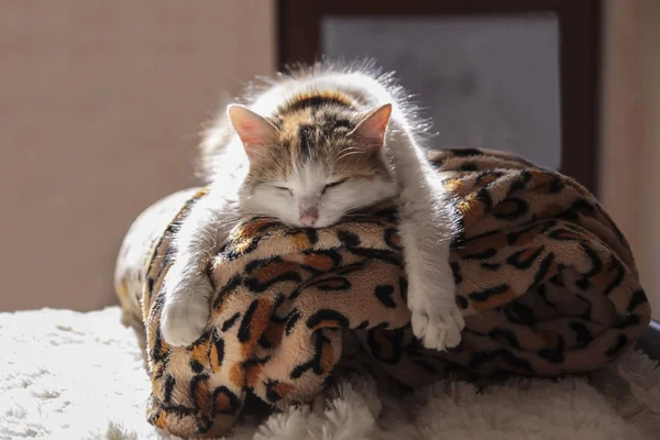 ベッドの上で寝ている猫. ロイヤリティフリーのストック画像