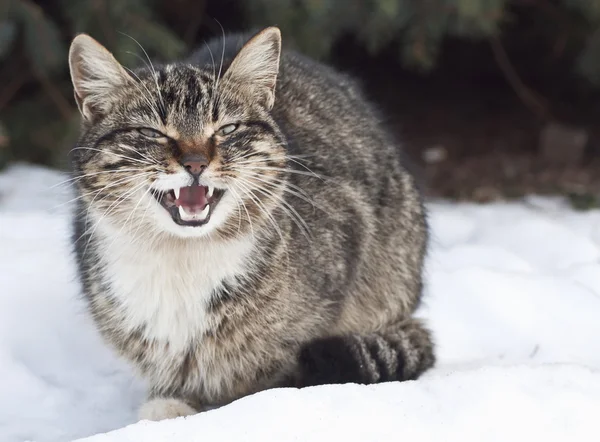 雪の上灰色の猫をジュージューという音. ロイヤリティフリーのストック画像