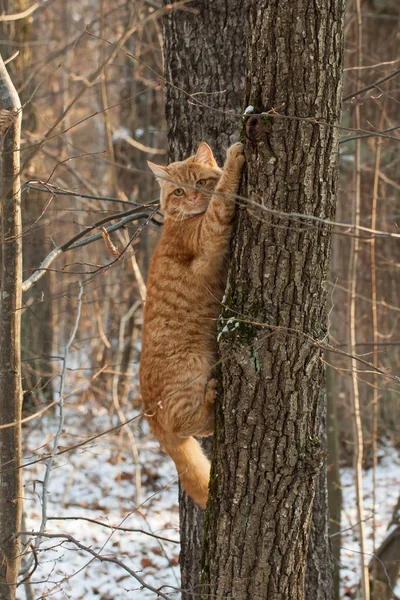 森の中の赤い猫. ストック画像