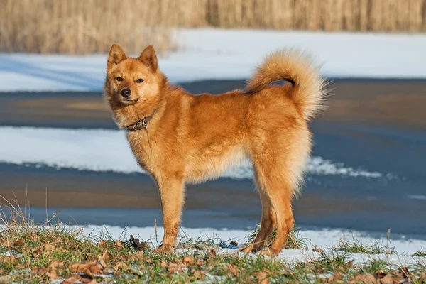 川のほとりの赤犬. ロイヤリティフリーのストック写真