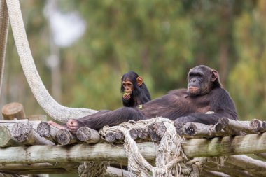 chimpazee ve öğleden sonra dinlenme bebek