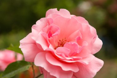 detay makro pembe bir gül