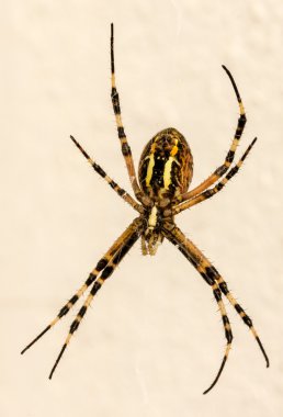 Makro bir örümcek onun Web